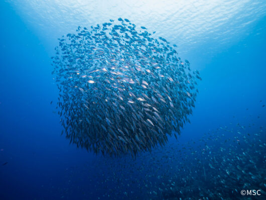 「魚の取り過ぎが50年前と比べて悪化した」ことを知っている日本人は半数に満たない