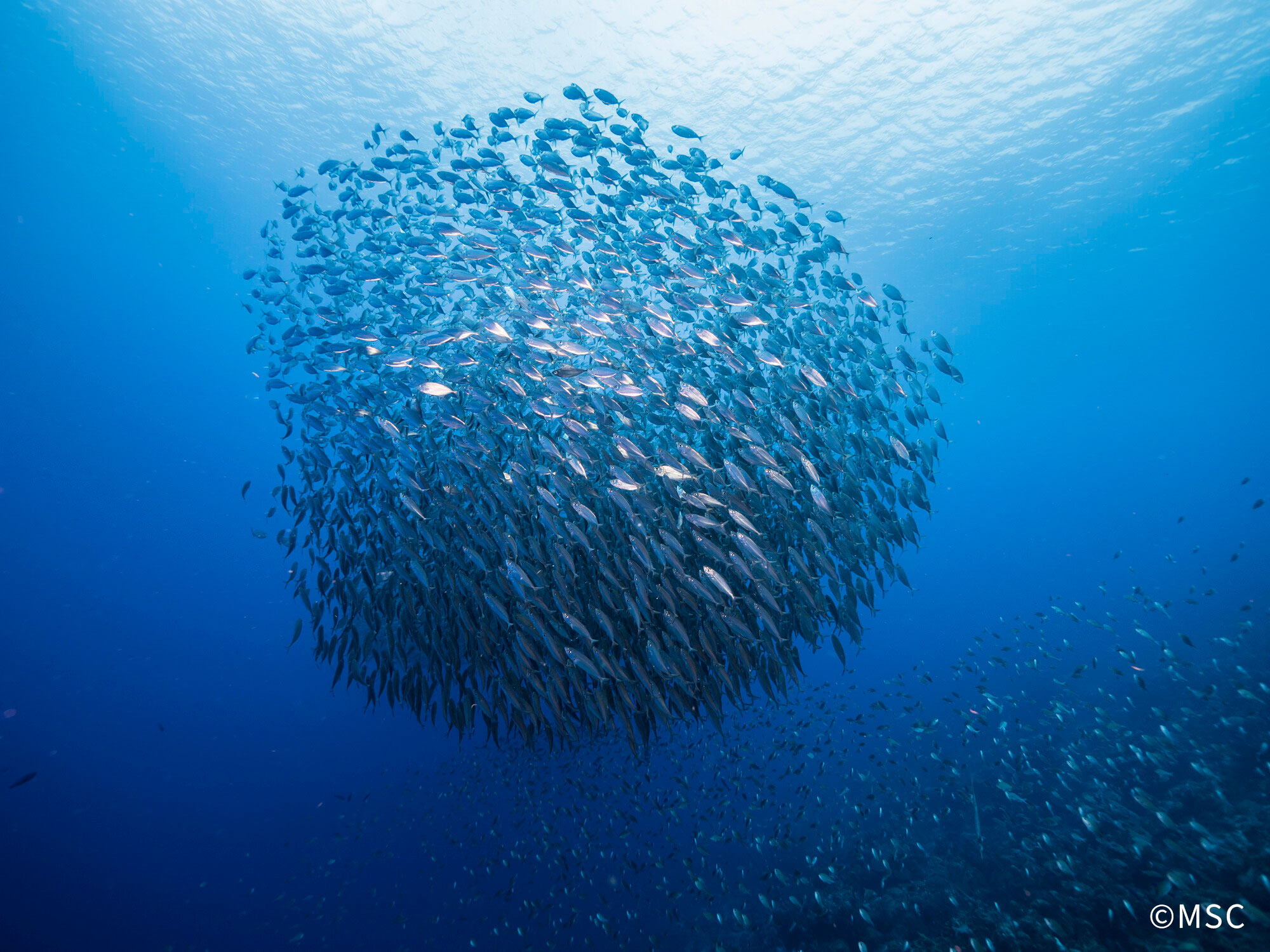 「魚の取り過ぎが50年前と比べて悪化した」ことを知っている日本人は半数に満たない