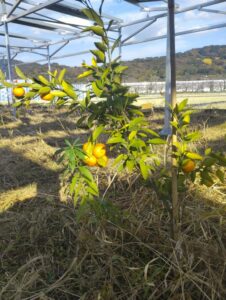 農水省の唐突なソーラーシェアリング規制で混乱も: 「遮光率3割」の壁（上）