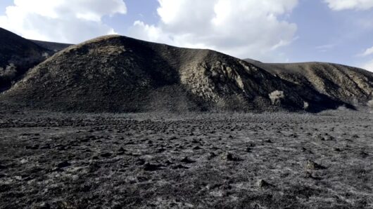 モンゴル草原火災、生態系への影響をどう見るか: 専門家が解説